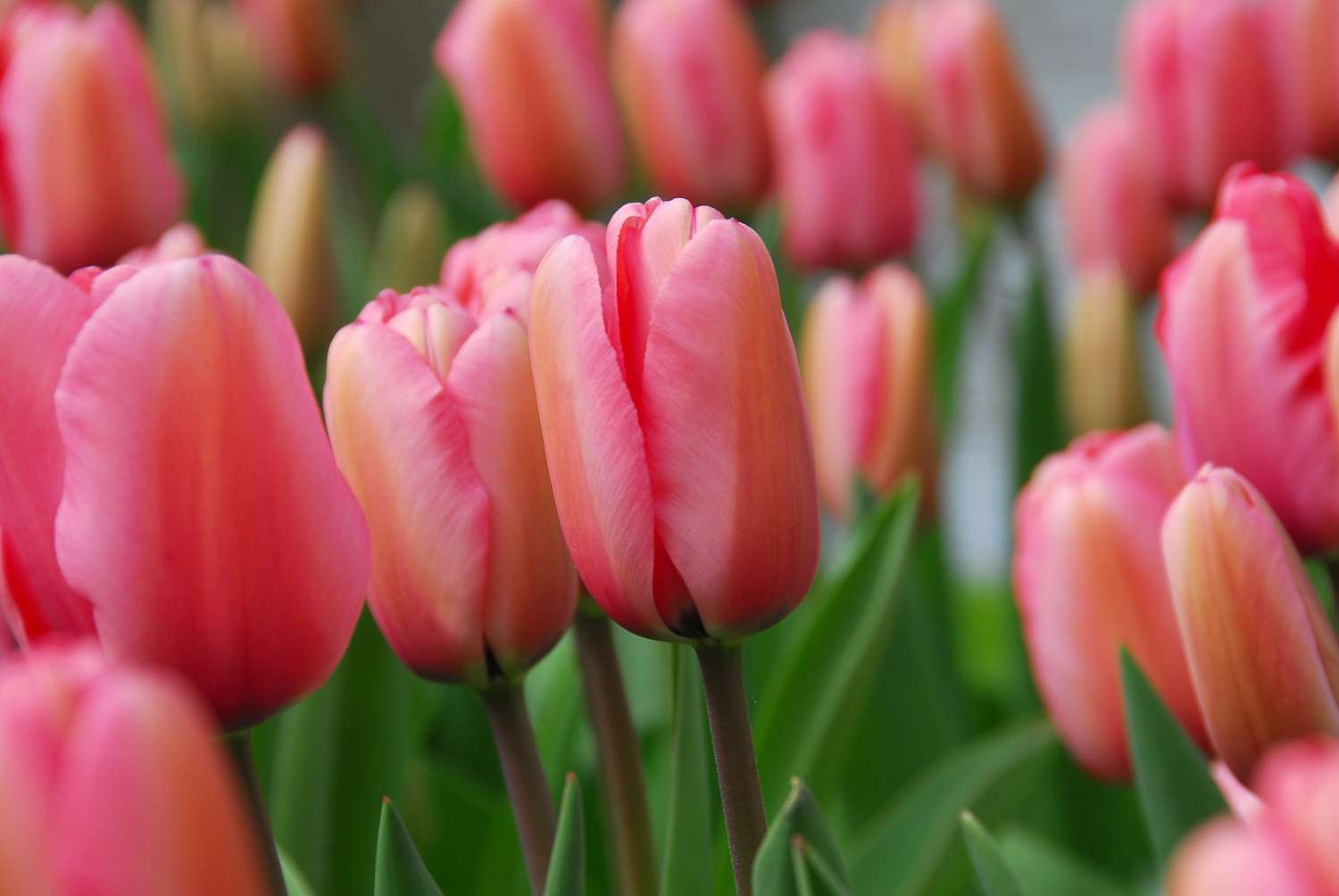 Tulipe 'Pink Impression'